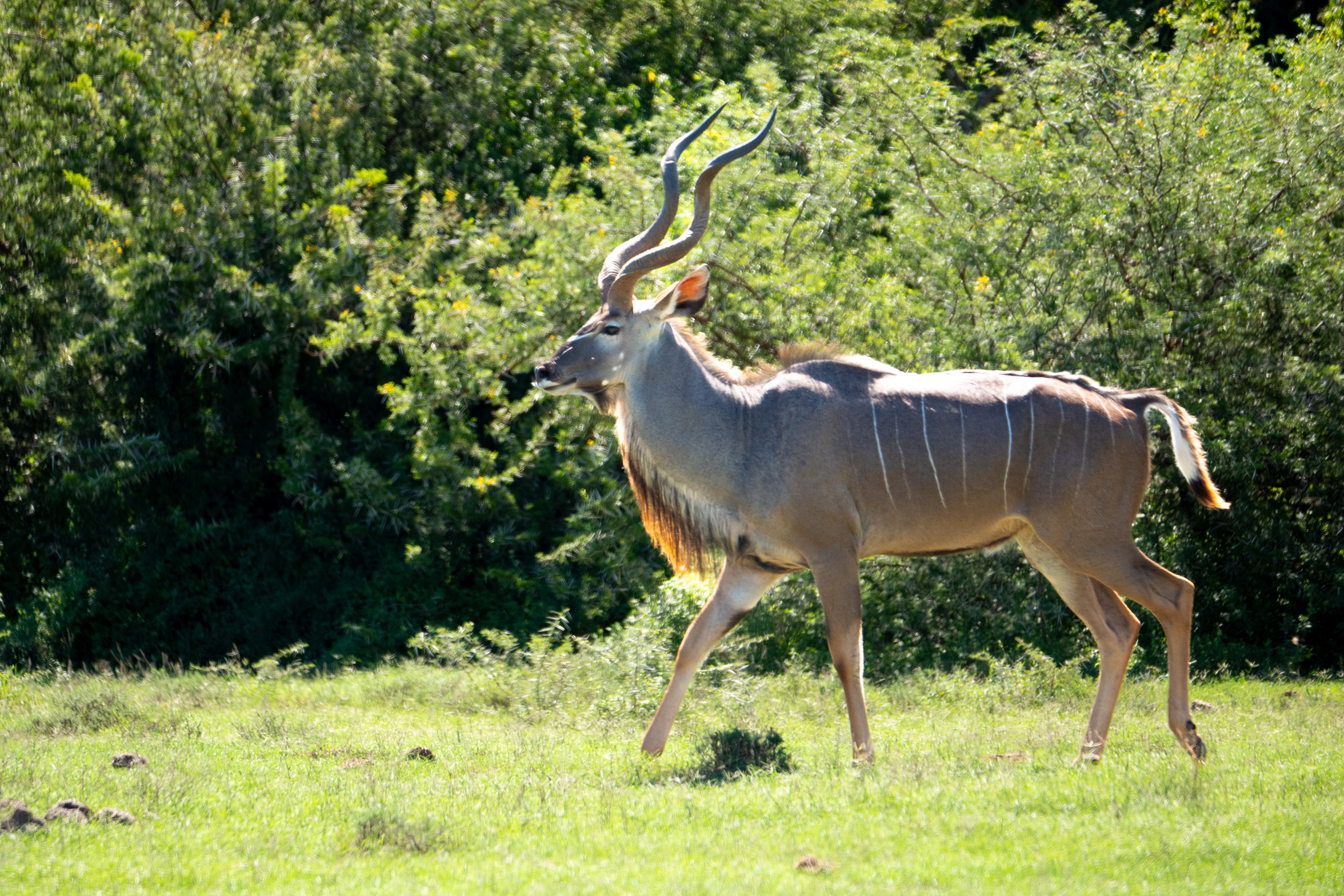 Kudu (m)